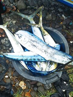 Улувату и Пенида, GT в планах глубины до 150