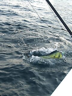 Фуджейра - декабрь 2011 - фотоподборка с древней рыбалки