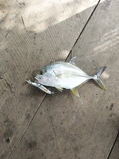 Шри Ланка, прибрежье: береговая ловля карасей на лёгкие снасти и насадки