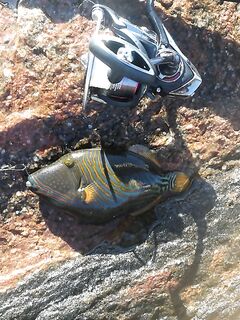 Унаватуна: береговой спиннинг до 2 января, ищу компанию и обмен опытом