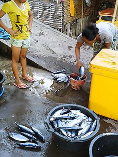 Убуд - Амед - сезон макрели