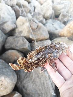 Шри-Ланка, утро на камнях: скорпена и пауза