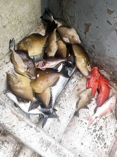 Тангалле: живец не зашел, троллинг вяло - чикен-фиш и мелочь