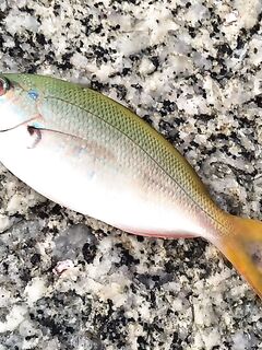 Пхукет, береговая ловля: немного фото по точкам и уловам за свежие дни