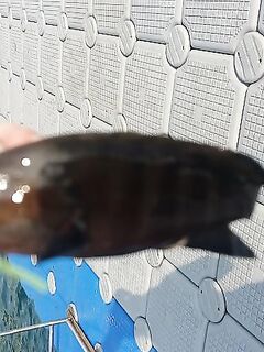 Ката юг, серый понтон: по камням дойти, место для купания и забросов