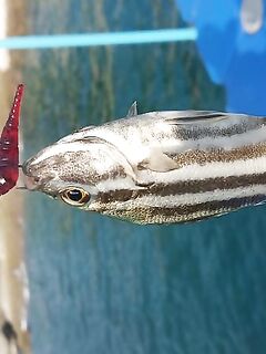 Найтон и окрест: морская рыбалка береговыми снастями, если не заповедник
