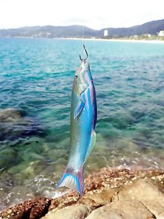 Пхукет, Chalong Fishing Park: донка на меконга и карпа, снасти и прикорм