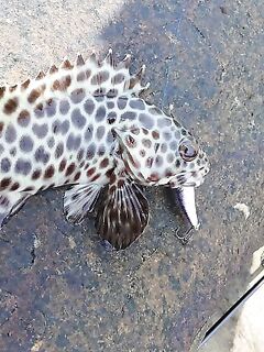 Пхи Пхи Дон, Лонг Бич: морская рыбалка с берега и джиг по кораллам
