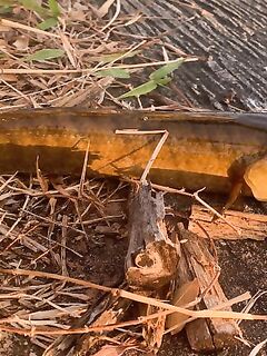 Тайланд, змееголов на топвотеры