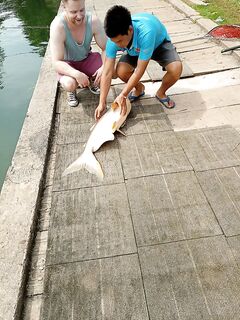 Ко Лан, платная рыбалка (озерная). Отчёт