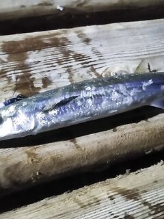Хургада, Египет: спиннинг и джиг на рифах Красного моря с лодки и берега