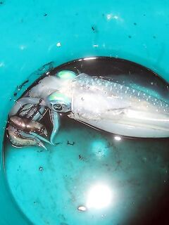 Морская рыбалка на Красном море, Египет: всё официально и доступно