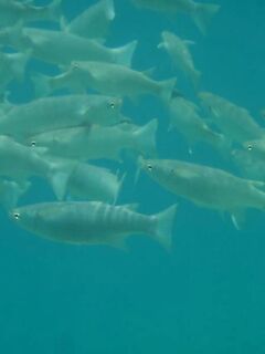 Морская рыбалка в Хургаде: ночные вылазки, кальмар в наживке, фото позже