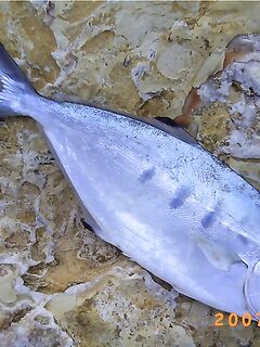 МОРСКАЯ РЫБАЛКА В ТАИЛАНДЕ: паломета - повадки, приманки и азарт