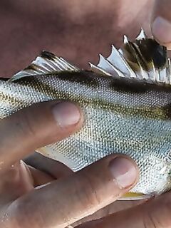 Морская рыбалка у Ко Чанга: опознание рыбы с самодура, глубина 25