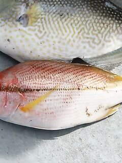 Морская рыбалка на Пхукете: Рача, троллинг пусто, в отвес рыба есть