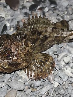 Элинги под Алуштой: ночами спиннинг, тиролька и богомол на крыше