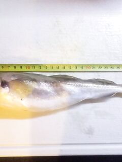 Морская рыбалка в Крыму: пикша и окунь с 55 м, самодур и насадка кальмар