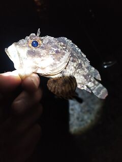 МОРСКАЯ РЫБАЛКА В СОЧИ, КРАСНОДАРСКИЙ КРАЙ: отводной, ставридка вечером
