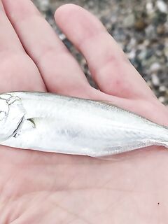 Сочи, Чёрное море: опознание рыбы и снасти под отводной поводок