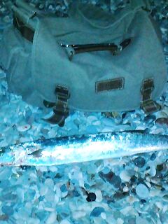 Белек первая барракуда сезона - блесну проглотила, тройник еле вынул