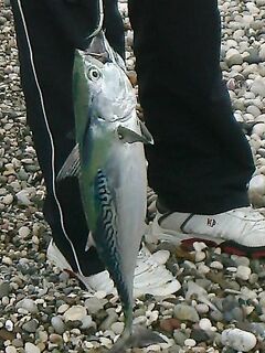 Кемер тунец 2 кг на равномерке: красавец, фрикцион пел как хор