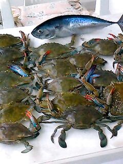 Анталия выход в море с MIG: рыбы мало, но Посейдон не обидел