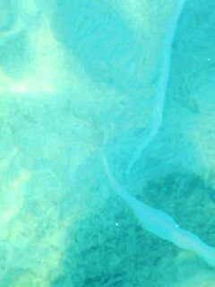 Анталия причал и странные существа: что за стайка 70 см