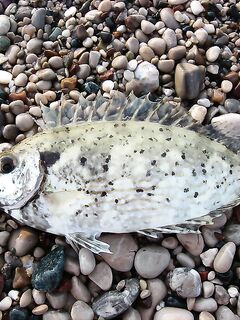 Анталия короткая пометка: выйду к воде — допишу отчёт