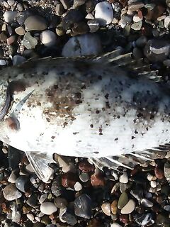 Анталия на завтра план: свал справа, бровка дальше — проверю