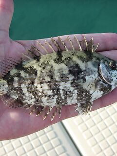 Анталия про катушку и плетню: хватит ли 3000 и PE 1.0