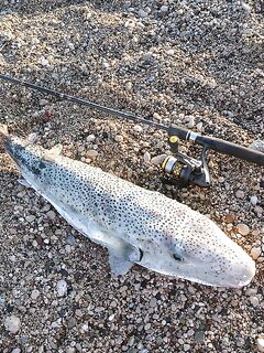 Анталия знакомство с берегом: камни, свалы, рыба на месте