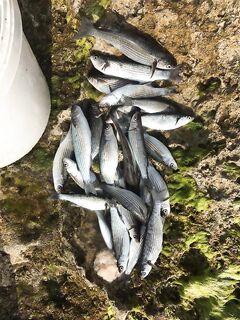 Анталия свежая фотка с морабуки - кефаль нерестится, ждём хищника