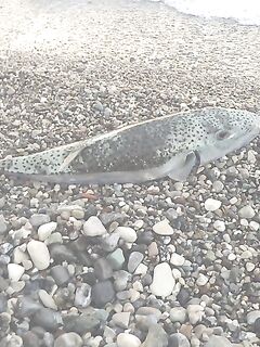 Анталия ветер сдул к 8 утра - солнца нет, волейбол и погрызенный воб