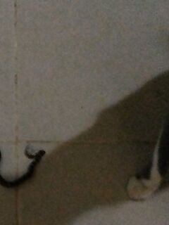 Анталия пляжный кот добытчик: принёс змею к порогу - смех и шок