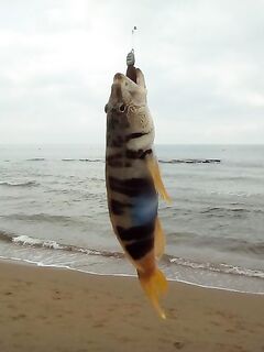 Кемер окунь и гряда камней: выход строго за каменной полкой