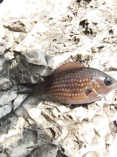 Кемер скальная мелочь у камней: толпой гоняется, вид неясен