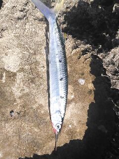 Анталия коробка бойца: минноу, крэнки, попперы и железо в приоритете