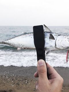 Анталия закатный час: скумбриевая родня и сикелявка на резину