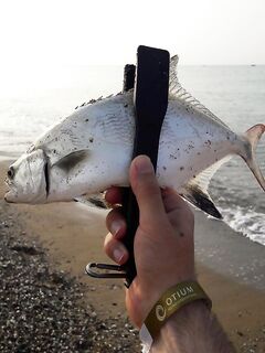 Сиде утренний час 8-9: сарган шлейфом у кромки и пара рыбёх