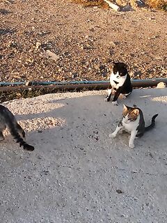 Сиде порт, кошки и ночная мелочь: сибас по воблерам в отказе