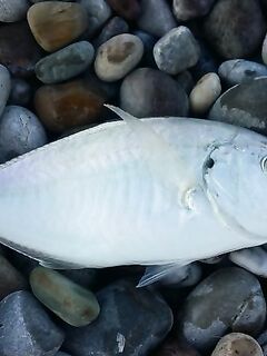 Кемер утренний заход на свал: час до завтрака и три точки подряд