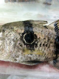 Кемер береговой спиннинг и джиг: свалы, приманки, отчёт за сентябрь