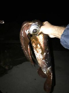 Анталия хохмы с ленты: шутки про уловы и новости про кальмаров от друзей