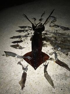 Кипр фото с лент: трофеи показывают редко, но кальмаров стабильно ловят