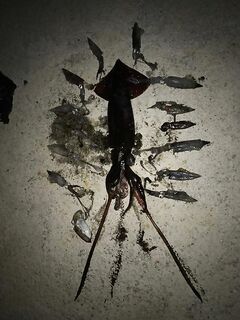 Кипр заметка с утра: фото килушного карася, подпись и вес в фунтах