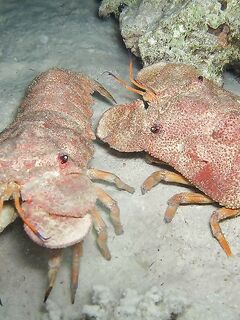 Туристические сувениры и рыболовный взгляд: сладости vs солёные истории