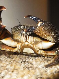 Белек флюорокарбон против ракушки: 0.33 живёт дольше, но грубит