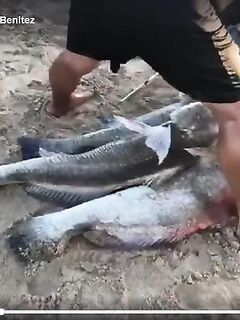 Морская рыбалка в Аланье: краткий отчёт по бомбарде и ночному минноу