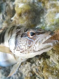 Белек флюр и ракушка: какой диаметр живёт дольше у камней